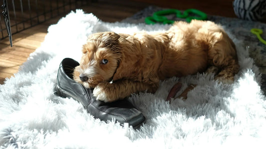 Why dogs resource guard (and what you can do about it)