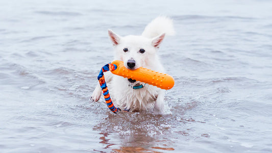 13 dogs that love water (and why!)