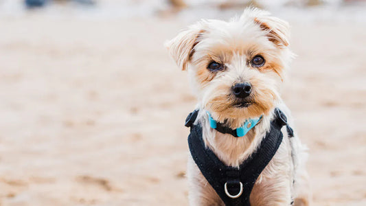 5 reasons your dog stares at you (their gaze decoded)