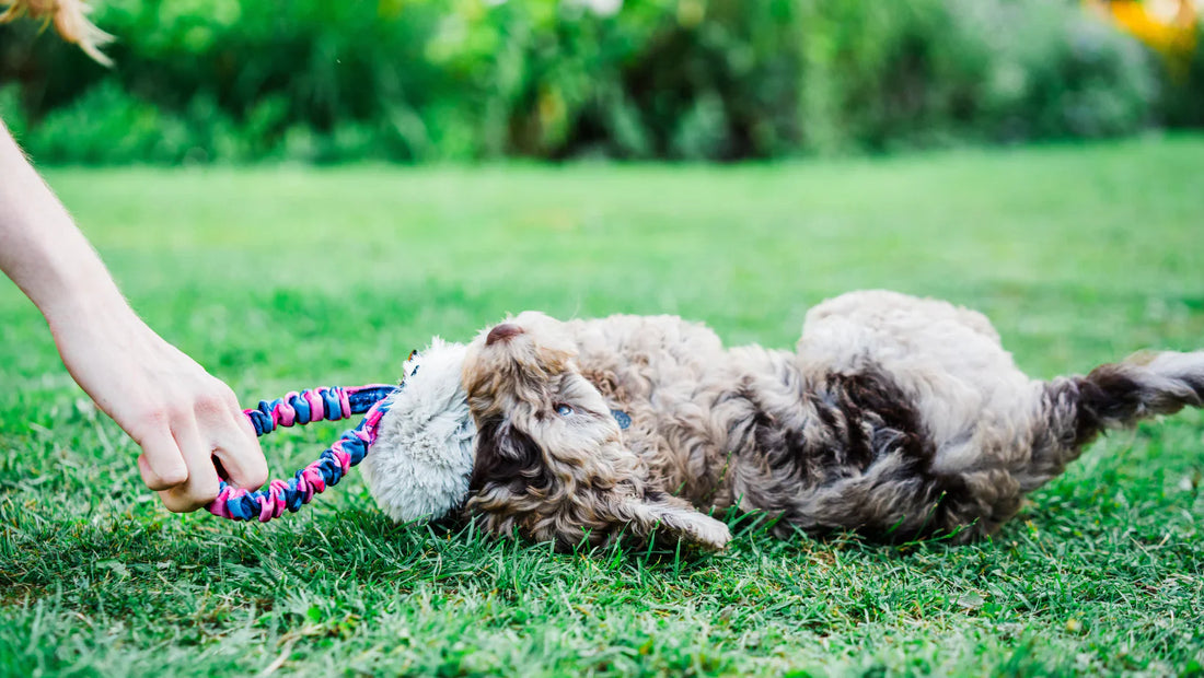 Top 3 puppy toys for focus, fun & confidence-building play