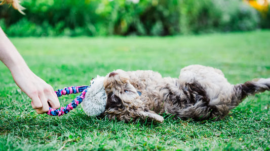 Top 3 puppy toys for focus, fun & confidence-building play
